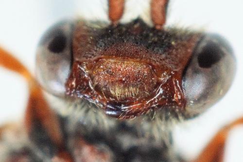 Nomada ruficornis